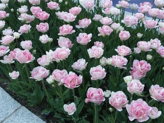 Tulips in Ramler Park