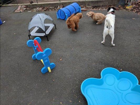 Our fenced in yard where pups have plenty to do!