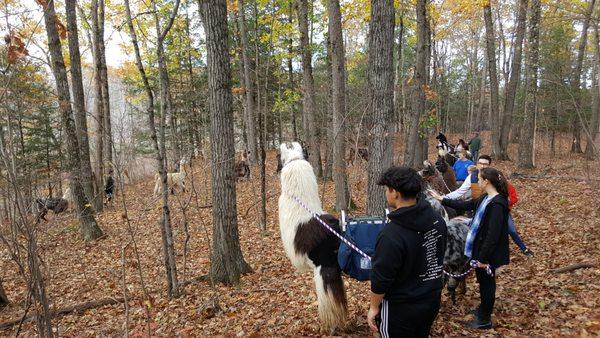 Trekking in the woods