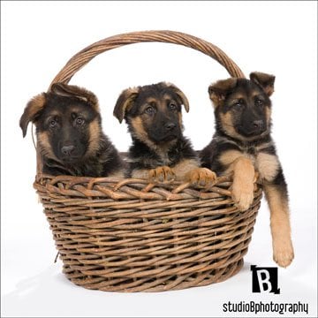 Von der Otto German Shepherds