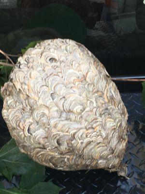 Nest removed from tree