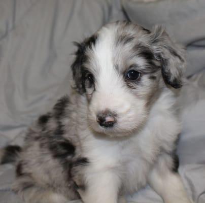 Blue Merle Colored Boy