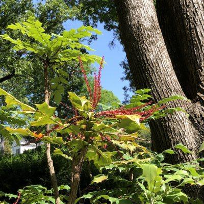 Beale's Barberry