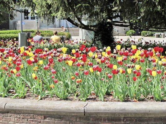 I love the campus in Spring.  Posted 05/20/23