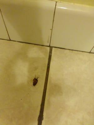 Large cockroach suprise suprise.