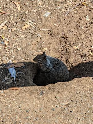 Chollas Lake squirrel