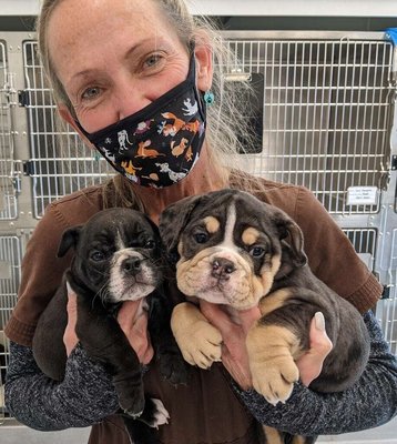 Dr Baker & TLS bulldog pups