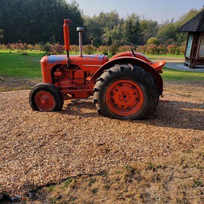 Antique tractor on display at the blueberry farm.