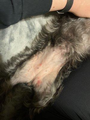 Injuries on my dog's stomach