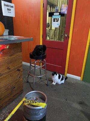 Getting a growler fill and saying hi to kitties.