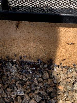 Treating a bug infestation for residential customer. Pincher bugs