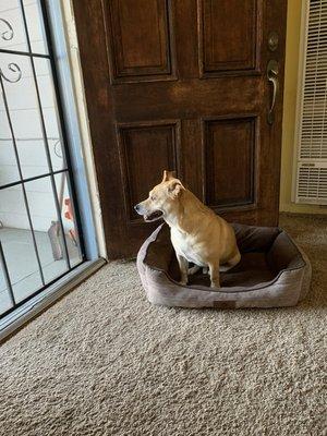 Rocky enjoying watching the birds outside.