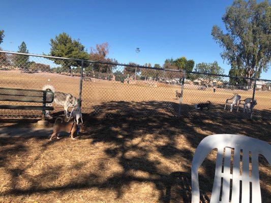 Smaller dog park looking into larger dog park area.