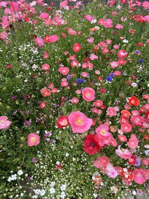 Poppies along the garden patio.