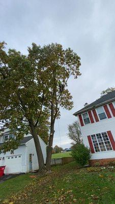 Arias Tree Service employee in the process of cutting down entire tree