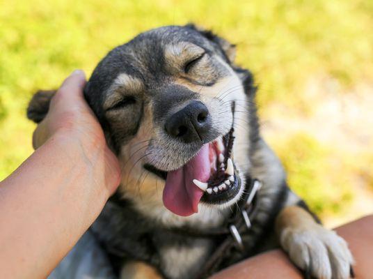 Dogs At Play