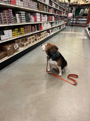 My dog at Bass Pro Georgetown, looking at the ammo we were going to buy at Red's.