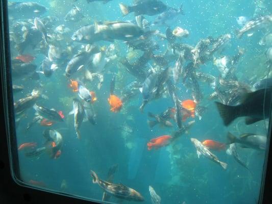 feeding frenzy! view from inside