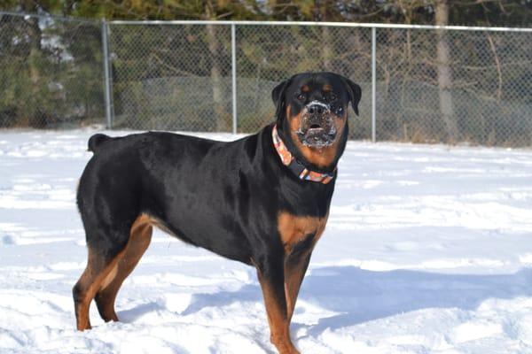 Sway playing in the snow