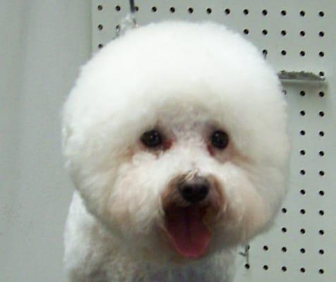 Bichon Frise