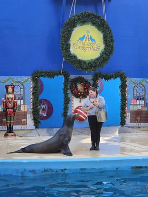 Sea lion show