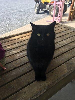 Garden center friendly kitty