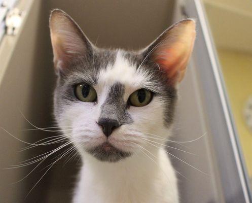 Looking for your purrfect match? Come down and meet our pets!