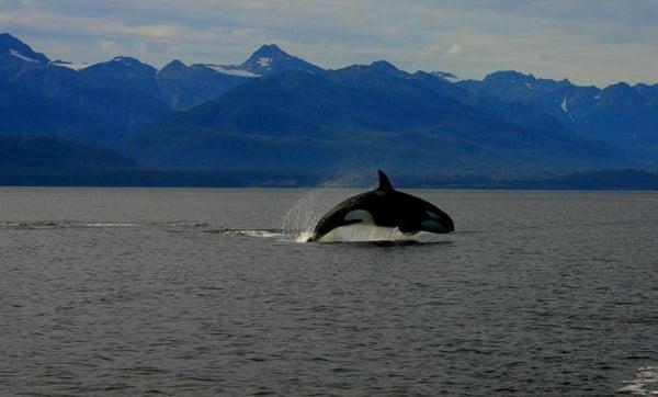 Orca Resident killer whale salmon fishing. This whale was chasing a king salmon, both were jumping as fast as they could. I