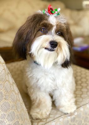 Lou Lou the Havanese, a great cut by Alex.