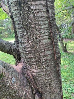 Tree fertilization