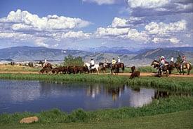 Moving the Cattle