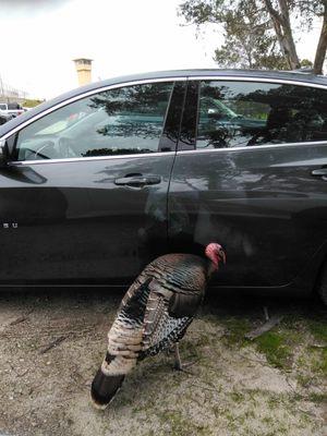 A Beautiful Turkey  with its family of 8 walk around the parking lot and prison grounds.It wanted to escape or enjoyed the reflection