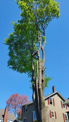 Tree removal