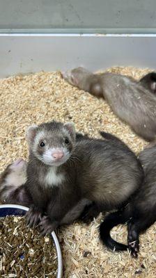 Ferret