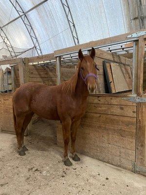 Castlewood Stables