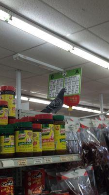 Good Mexican food and great for bird watchers. But seriously, this market is a hidden gem (nest).