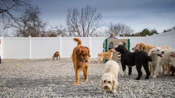 The facilities at Buddy's Doggie Day Care are meant to provide your pet with ample space in a fully-equipped climate controll...