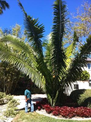 Stunning and impacting American Oil Palm (Attalea sp) in Landscape project.