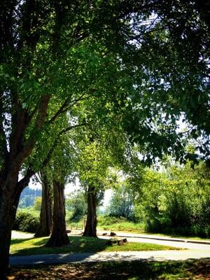 The boat launch is several miles away from the Lake Sammamish State Park but two areas are connected by beautiful trails!