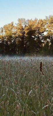 The hay before being cut. 

https://www.sniffspot.com/to/i83gk