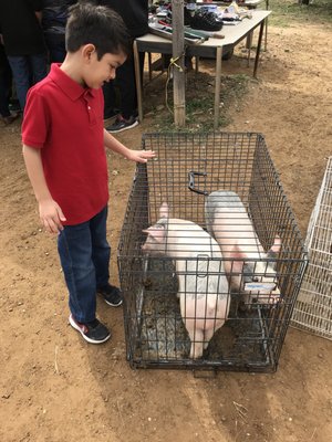 Piglets for sale