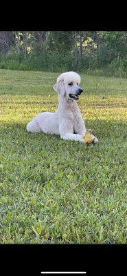 This is max my poodle that passed he was such an amazing dog