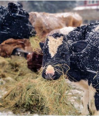 Cows in snow