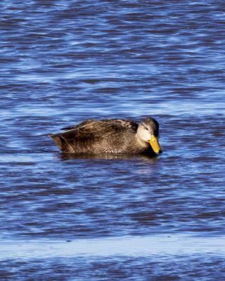 American Black Duck