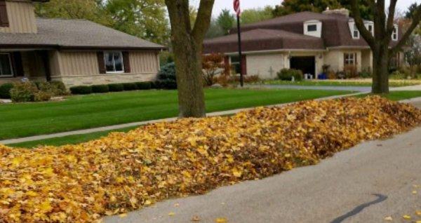 Fall leaf clean up