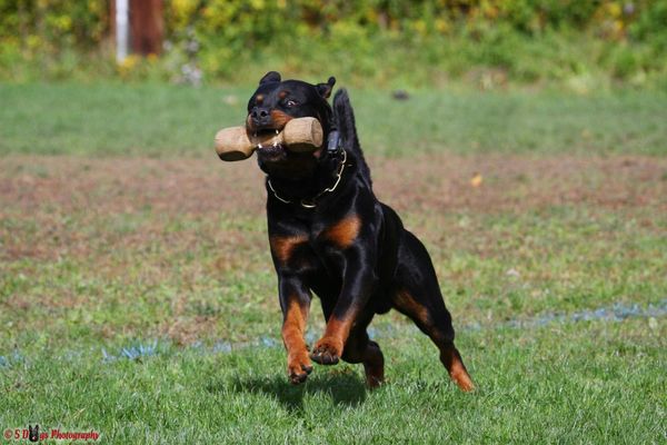 My dog, Ter Waele Fin working on the retrieve. Fin is now retired and comfortably loving life.