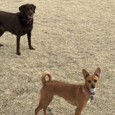 Best Dog Park in Nv