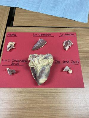 Dissection of lamb heart