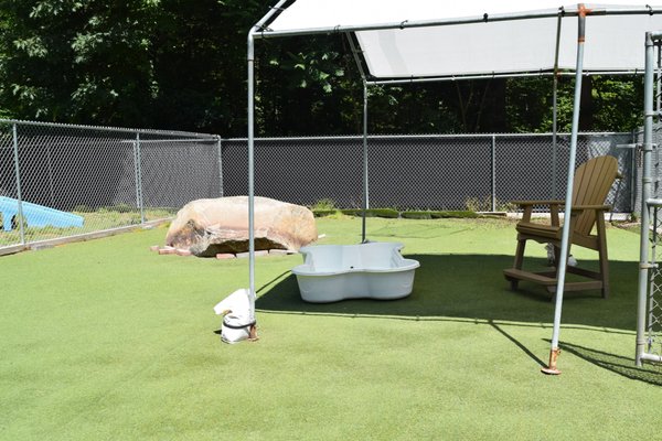 Our yards are decked out with special doggie turf, playground equipment, and plenty of toys!