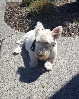 Tug loves his 'do!